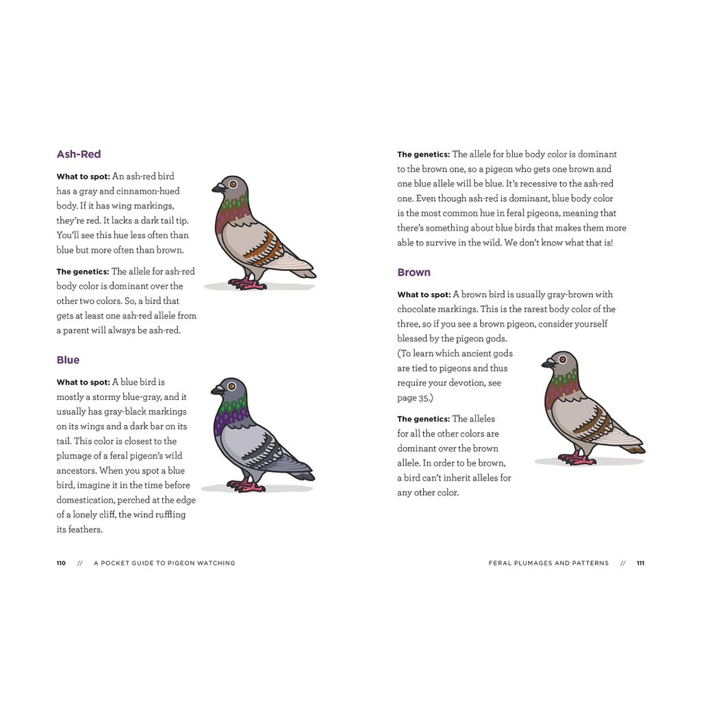 SIGNED! A Pocket Guide to Pigeon Watching: Getting to Know the World's Most Misunderstood Bird