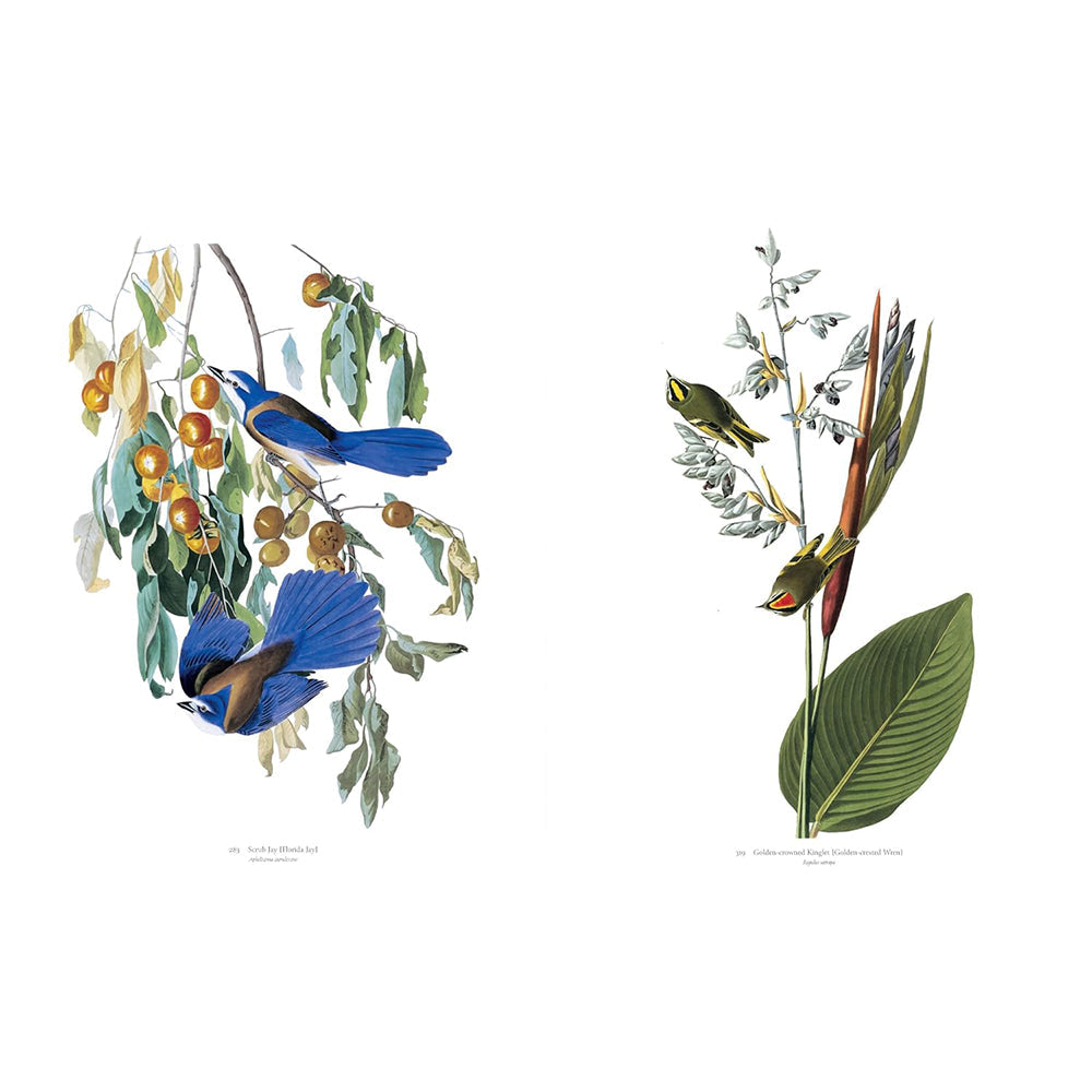 Audubon's Birds of America: Baby Elephant Folio