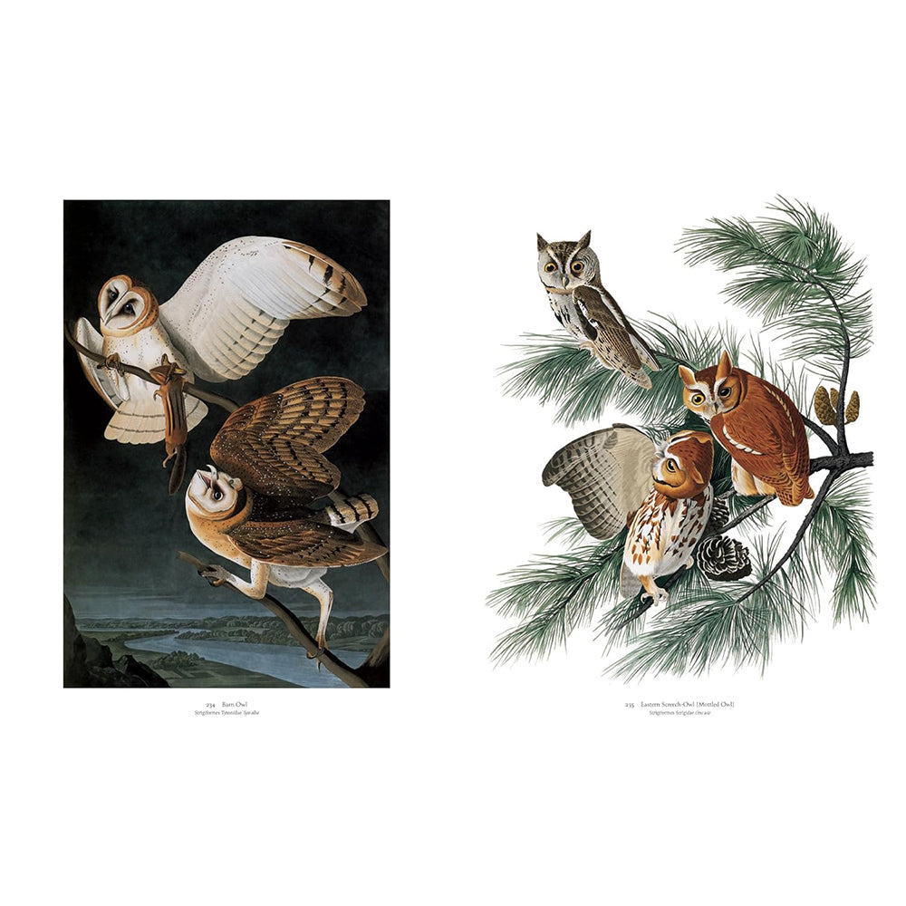 Audubon's Birds of America: Baby Elephant Folio